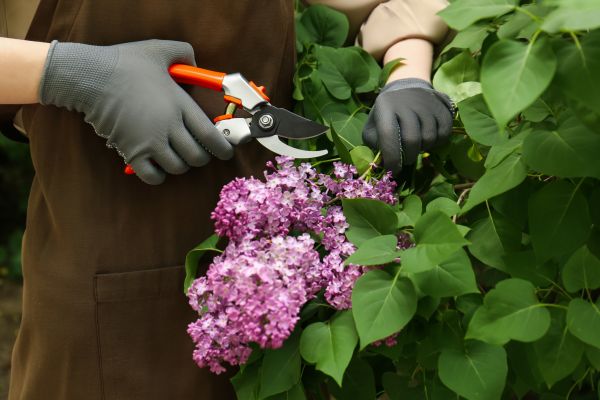 Cost of Lilac Pruning Service in Lima