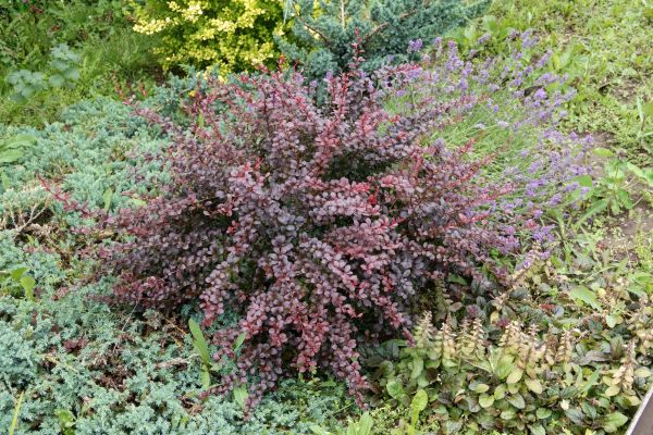Cost of Japanese Barberry Removal in Lima