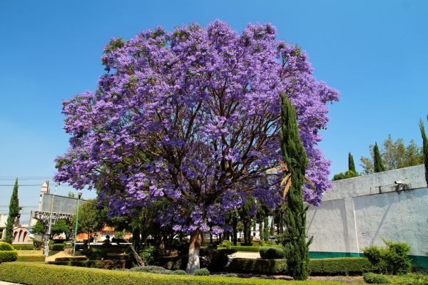 Cost of Jacaranda Pruning in Lima