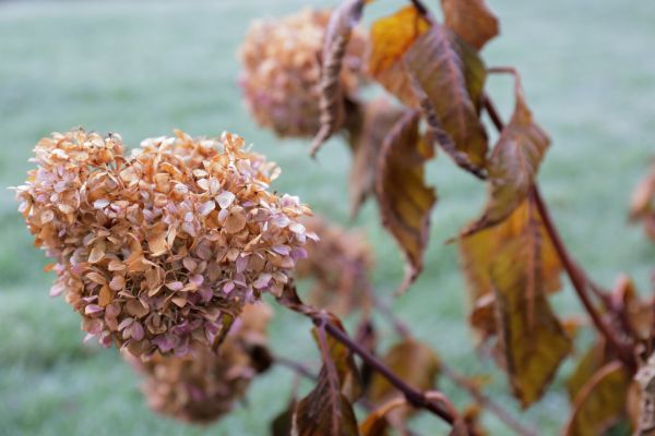 Cost of Hydrangea Removal in Lima