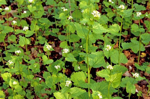 Cost of Garlic Mustard Removal in Lima