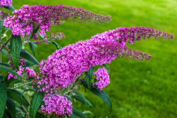 Cost of Butterfly Bush Removal in Lima