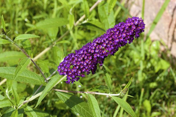 Butterfly Bush Pruning in Lima