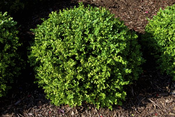 Cost of Boxwood Removal in Lima