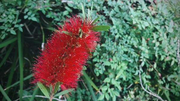 Bottlebrush Pruning in Lima