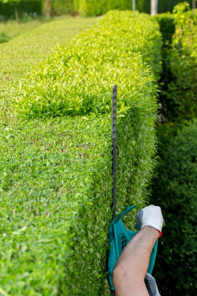 Hedge Trimming in Lima