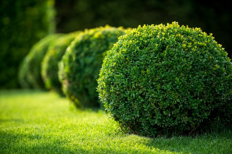 Landscape with Neatly Trimmed Shrubs
