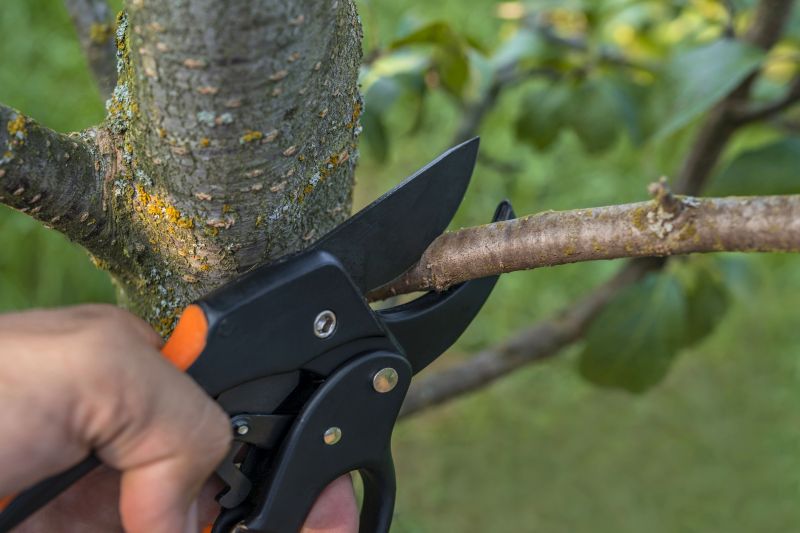 Seasonal Pruning Services